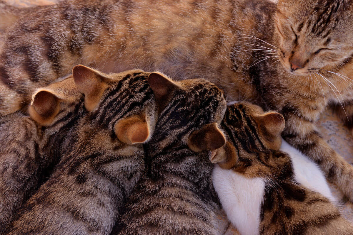 Kittens eten bij de moeder
