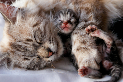 When to Separate a Kitten from Its Mother