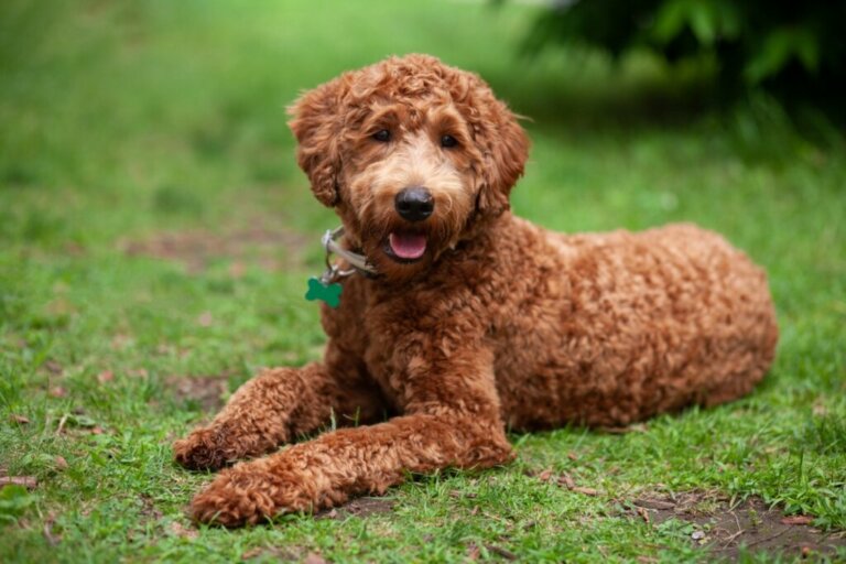 The Labradoodle: Characteristics and Care