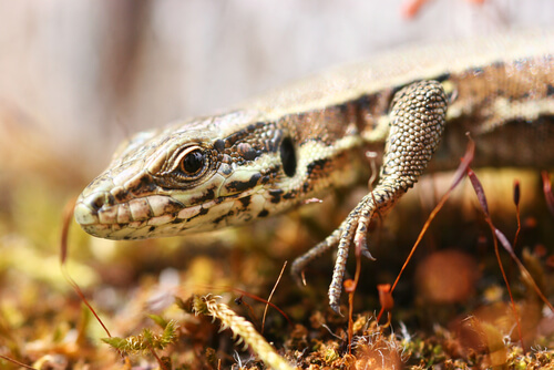 The Lizard Family: Characteristics and Curious Facts