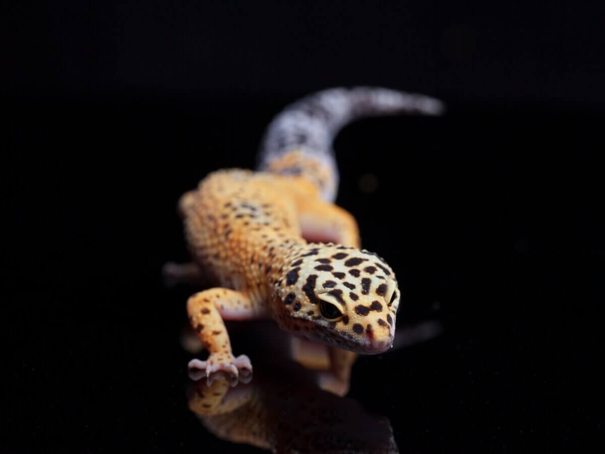 En leopardgecko.