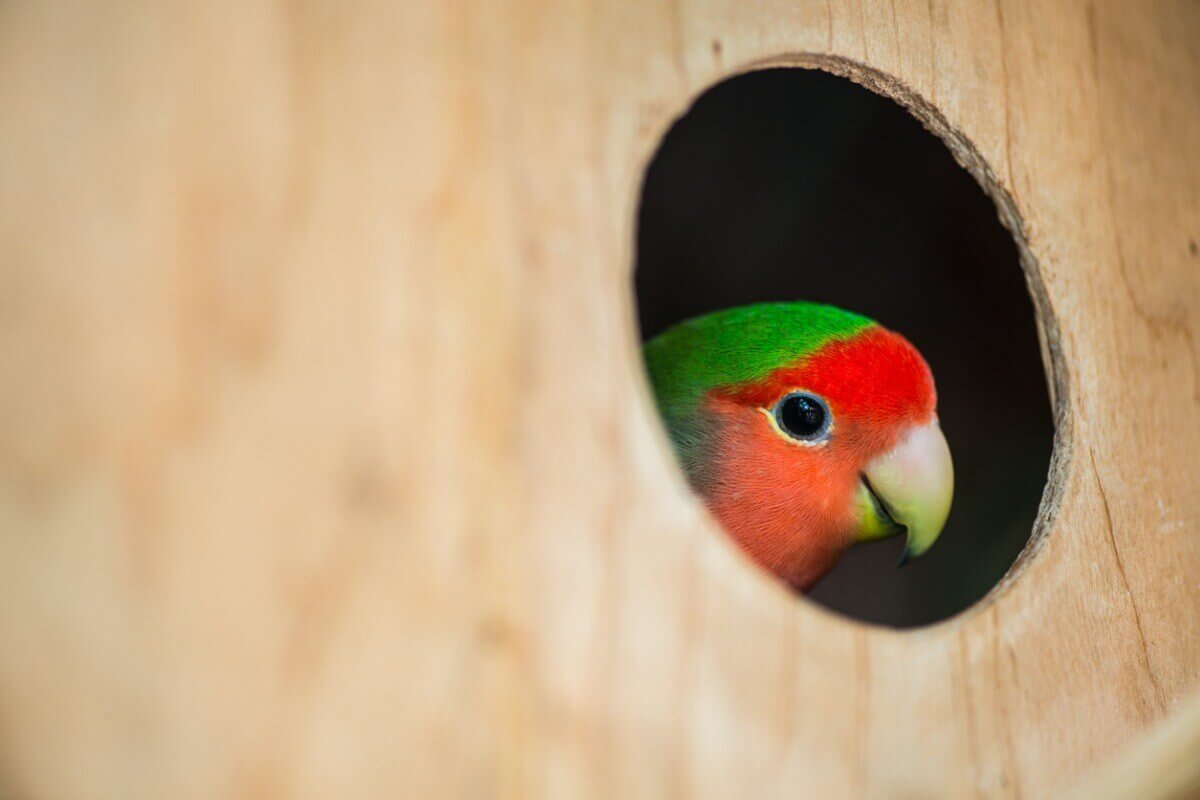 A lovebird looking out of a hole in a birdhouse.