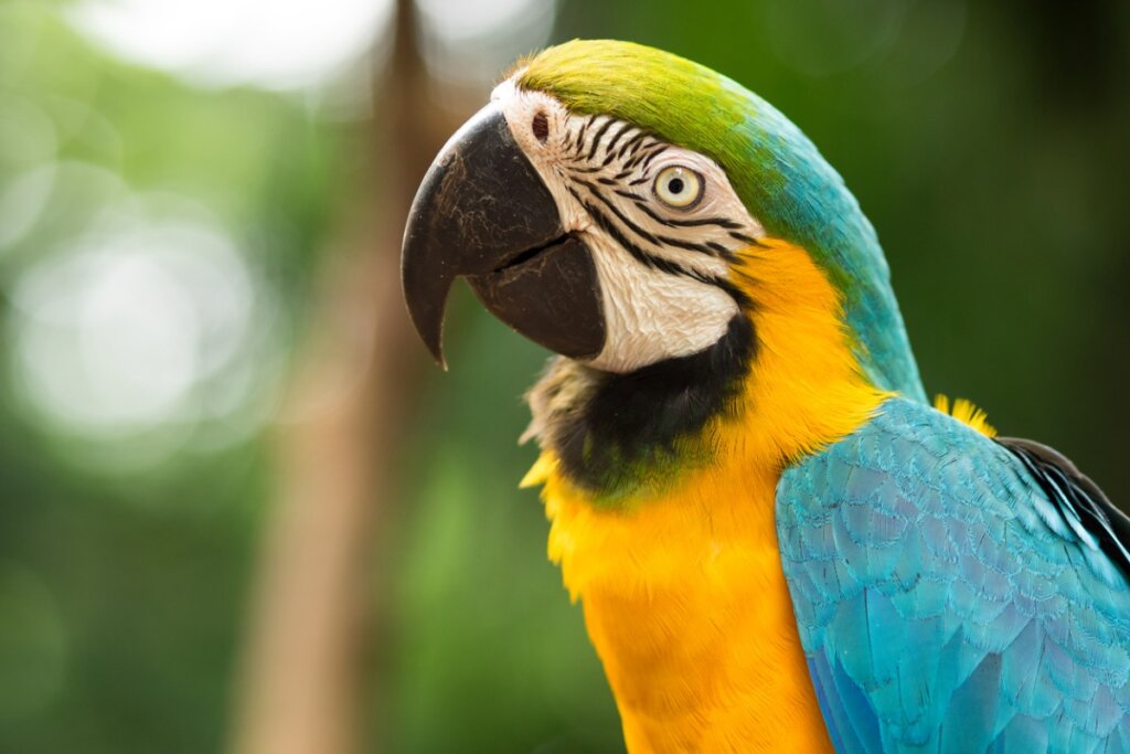 Μπορώ να κρατήσω ένα Macaw ως κατοικίδιο;