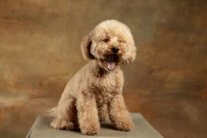 Maltipoo: All About this Breed