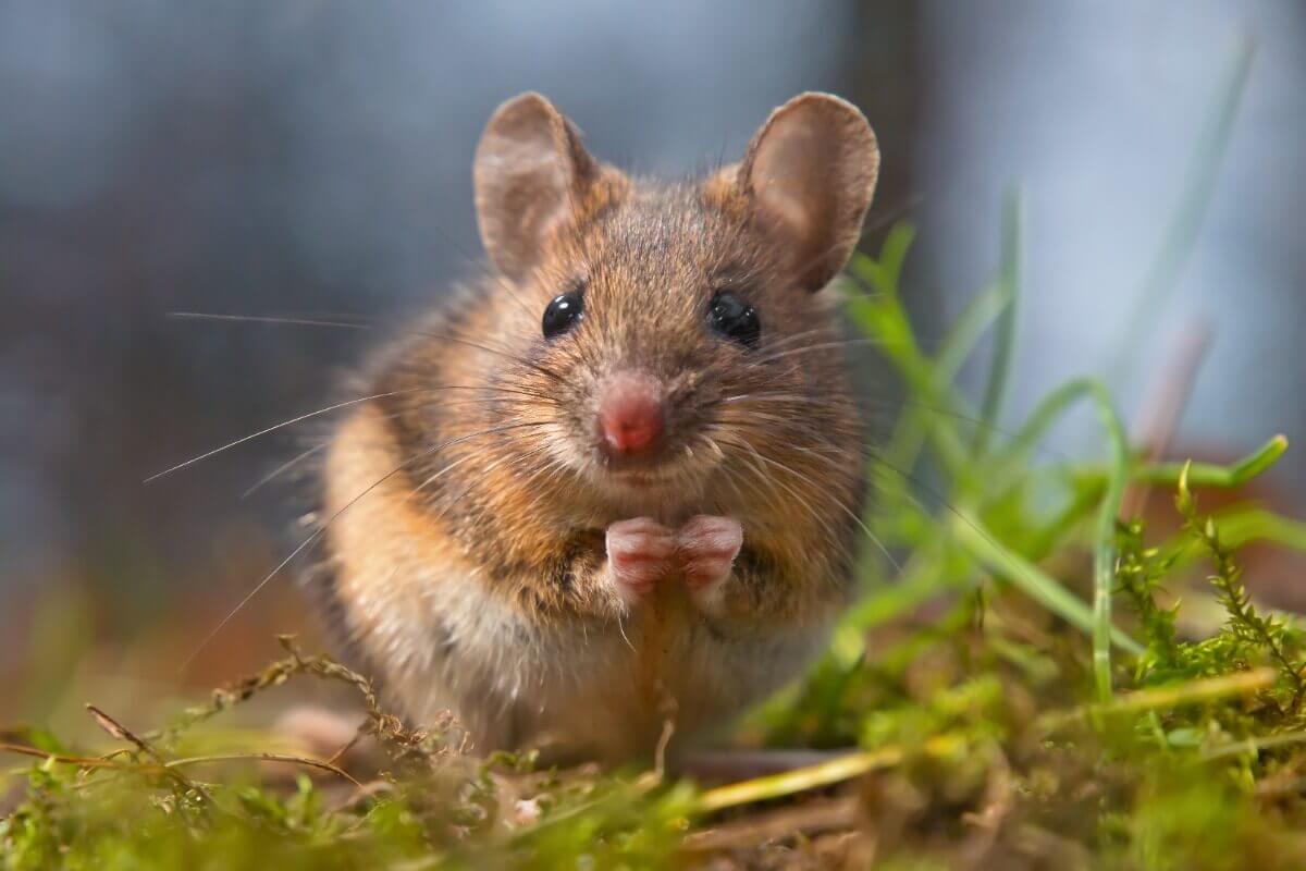En mus som knaprar på gräs.