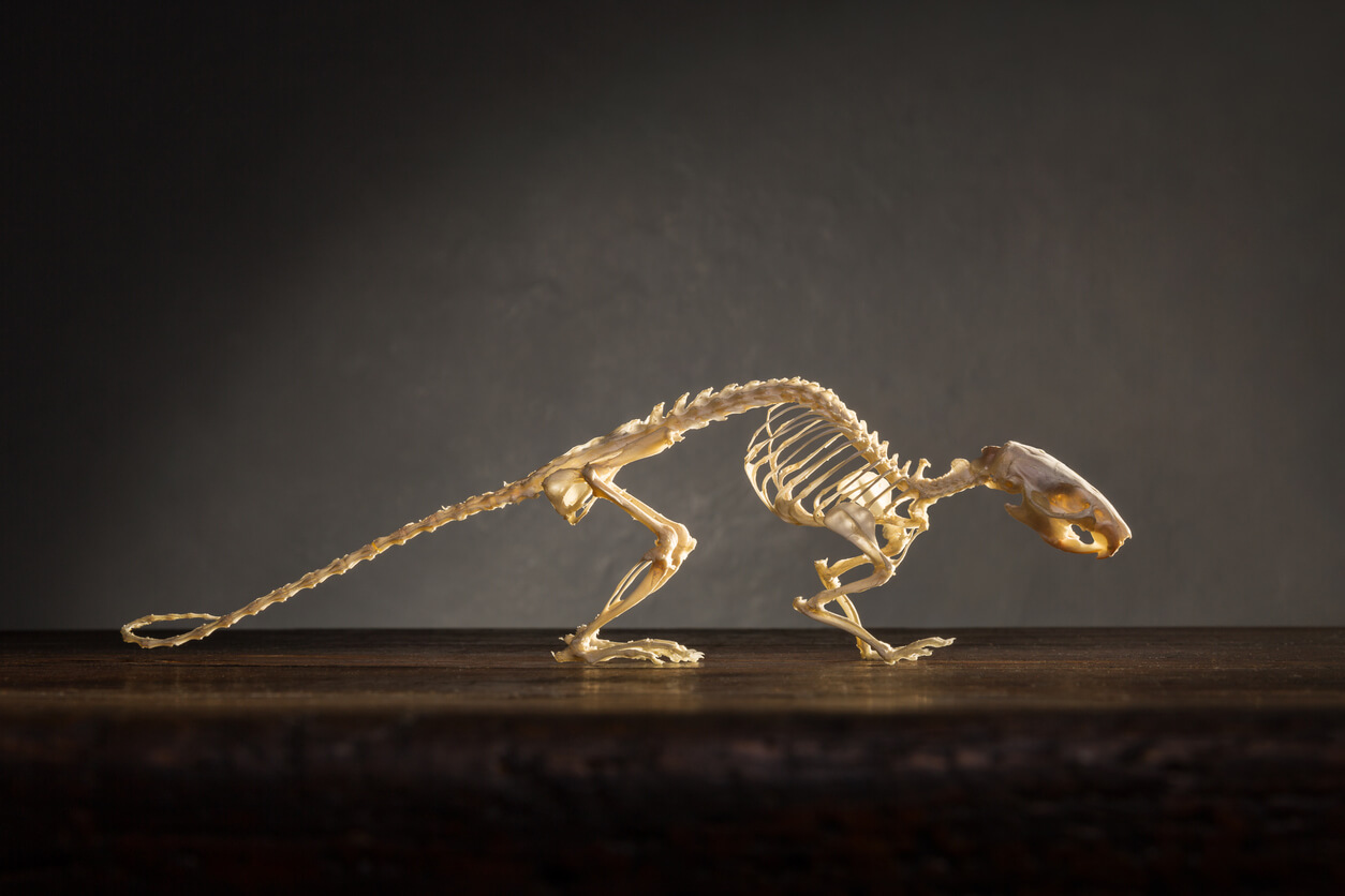 The skeleton of a rat.