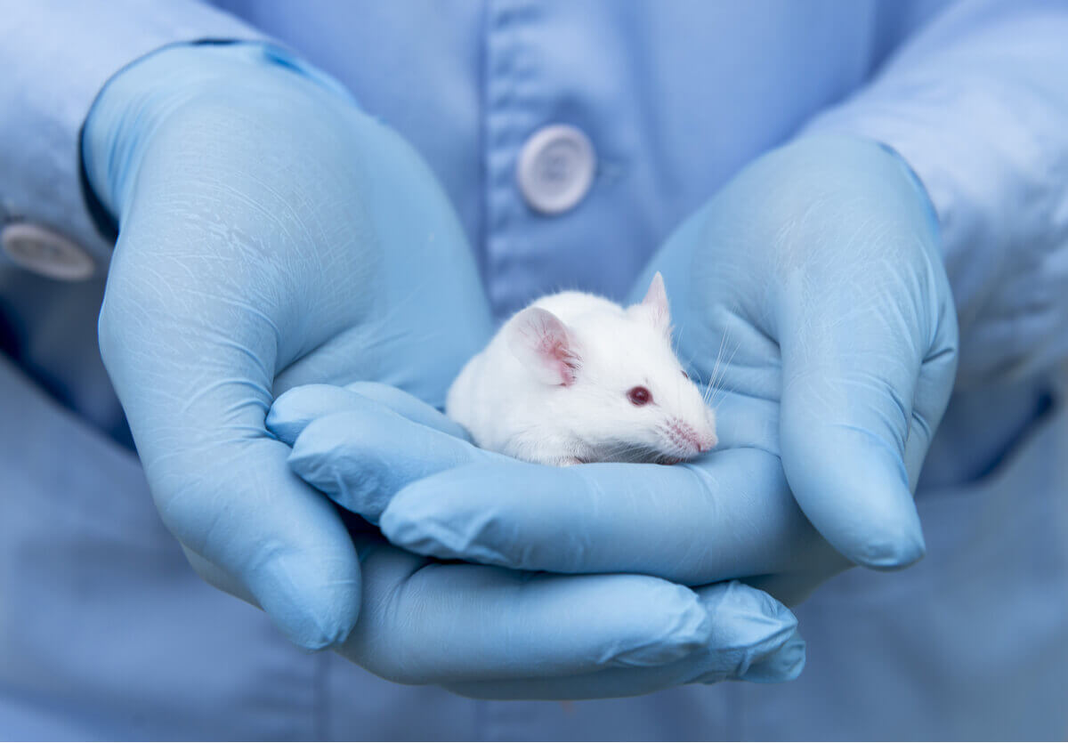 A person wearing rubber gloves and holding a white mouse.