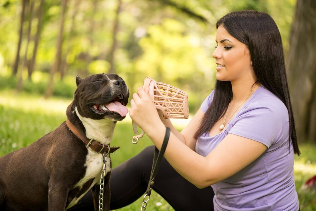 A woman putting a dog on a pitbull.