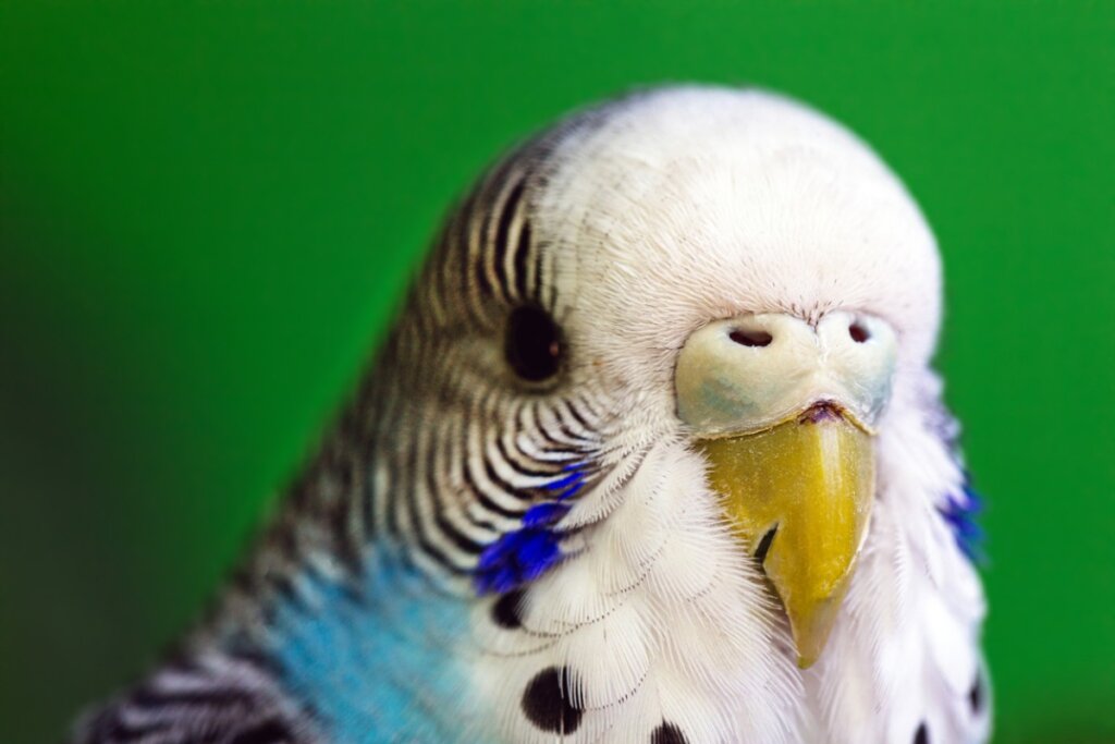 Οι πιο συχνές ασθένειες στα Αυστραλιανά Budgies