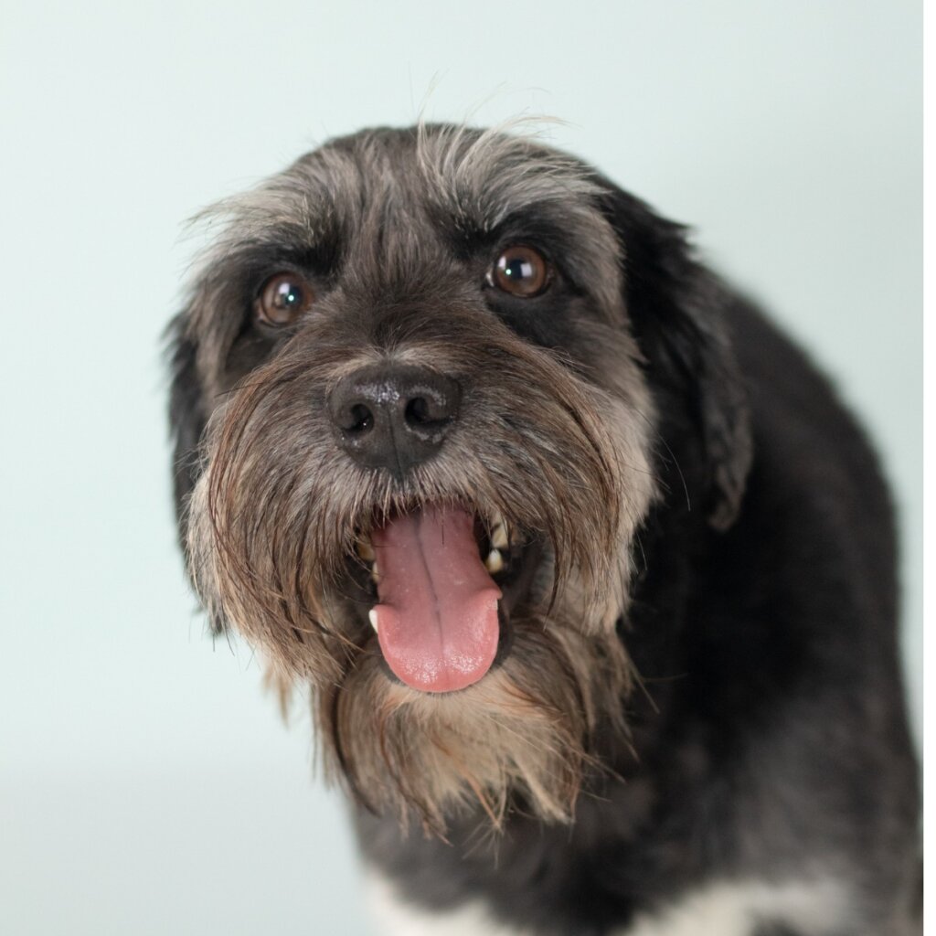 The Schnocker: All About this Breed