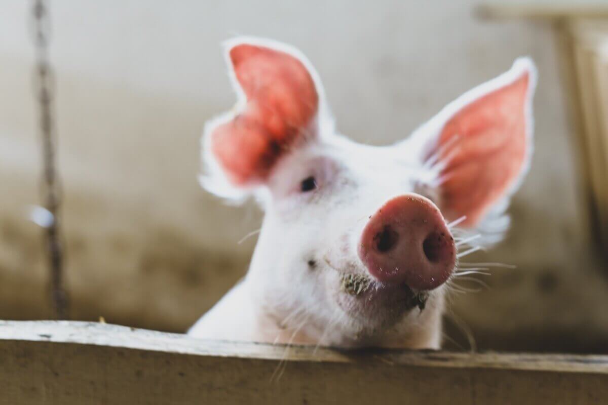En gris som ser over et gjerde med noe som ser ut som et smil om munnen.