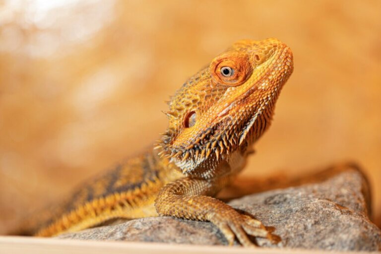 The 11 Most Common Diseases in Bearded Dragons
