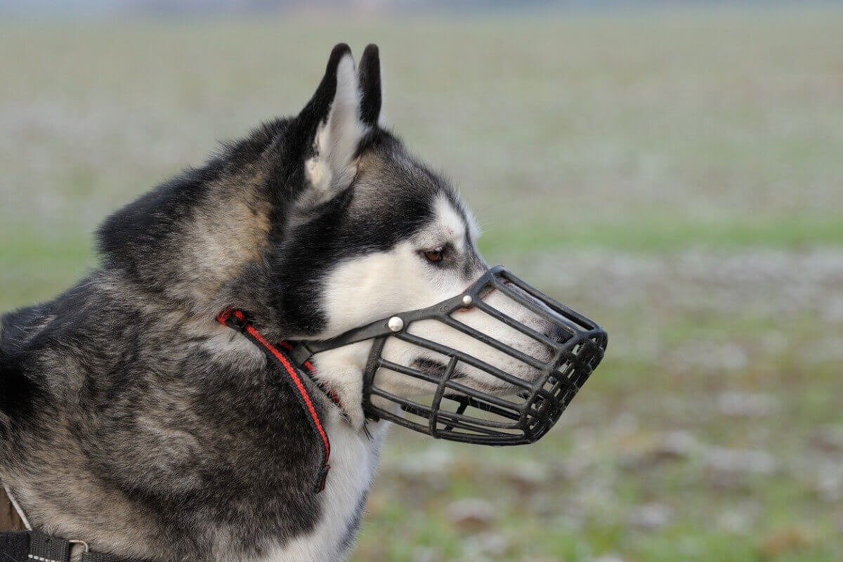 A dog wearing a muzzle.