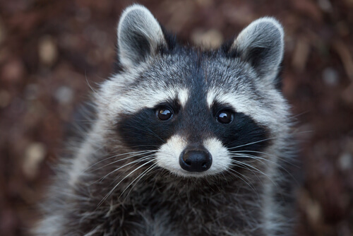Can You Keep a Raccoon as a Pet?