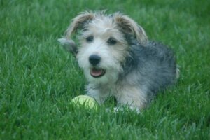 Schnoodle: All About this Breed