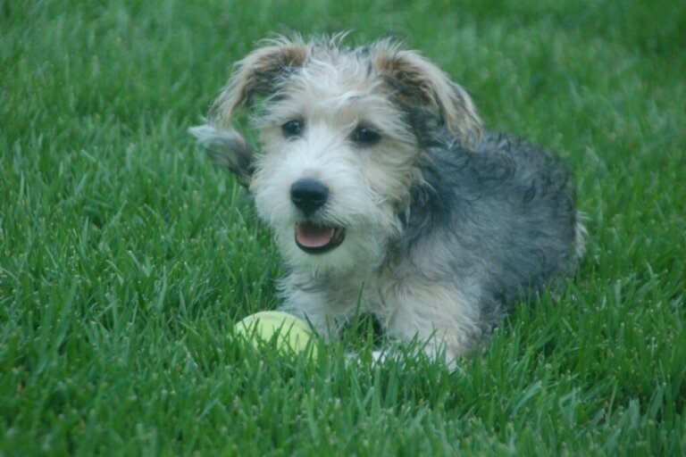 Schnoodle: All About this Breed