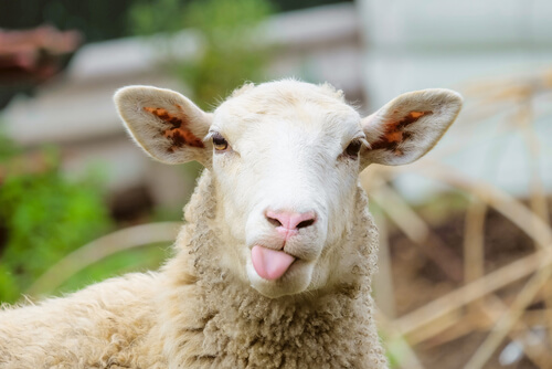The Feeding and Temperament of Sheep