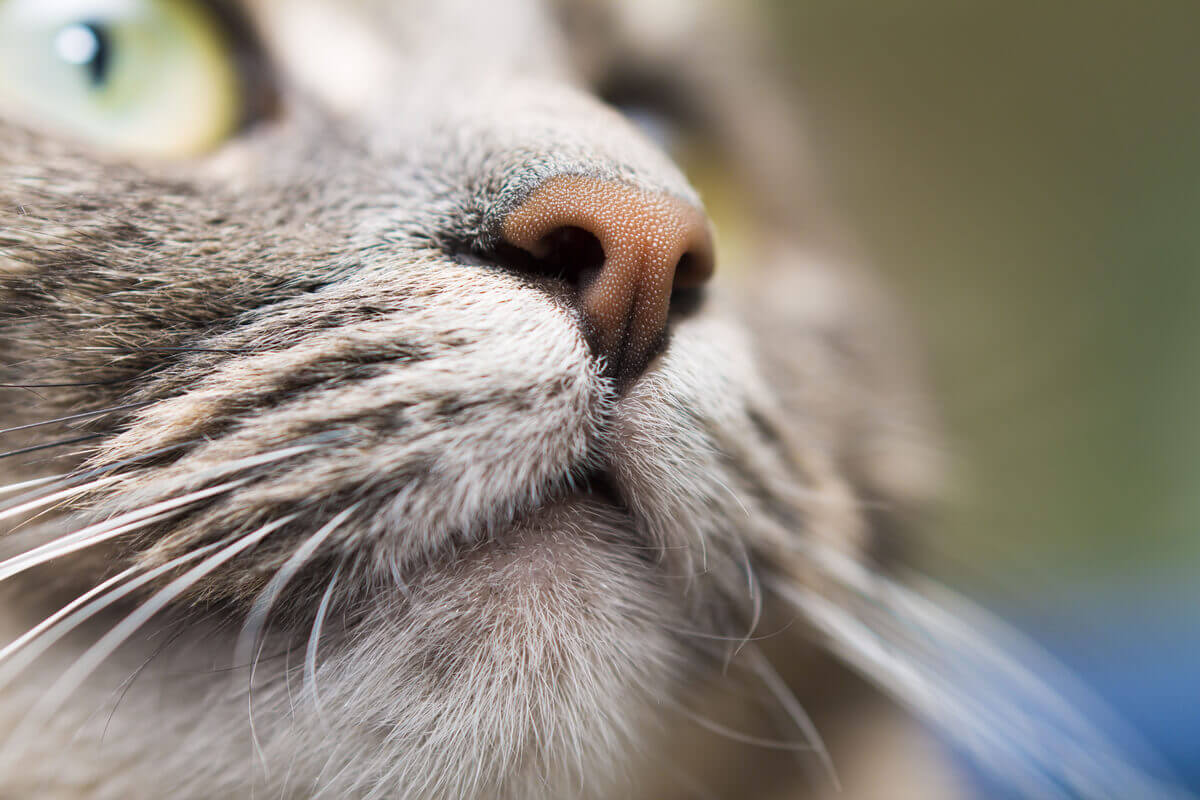 A cat's nose and mouth.
