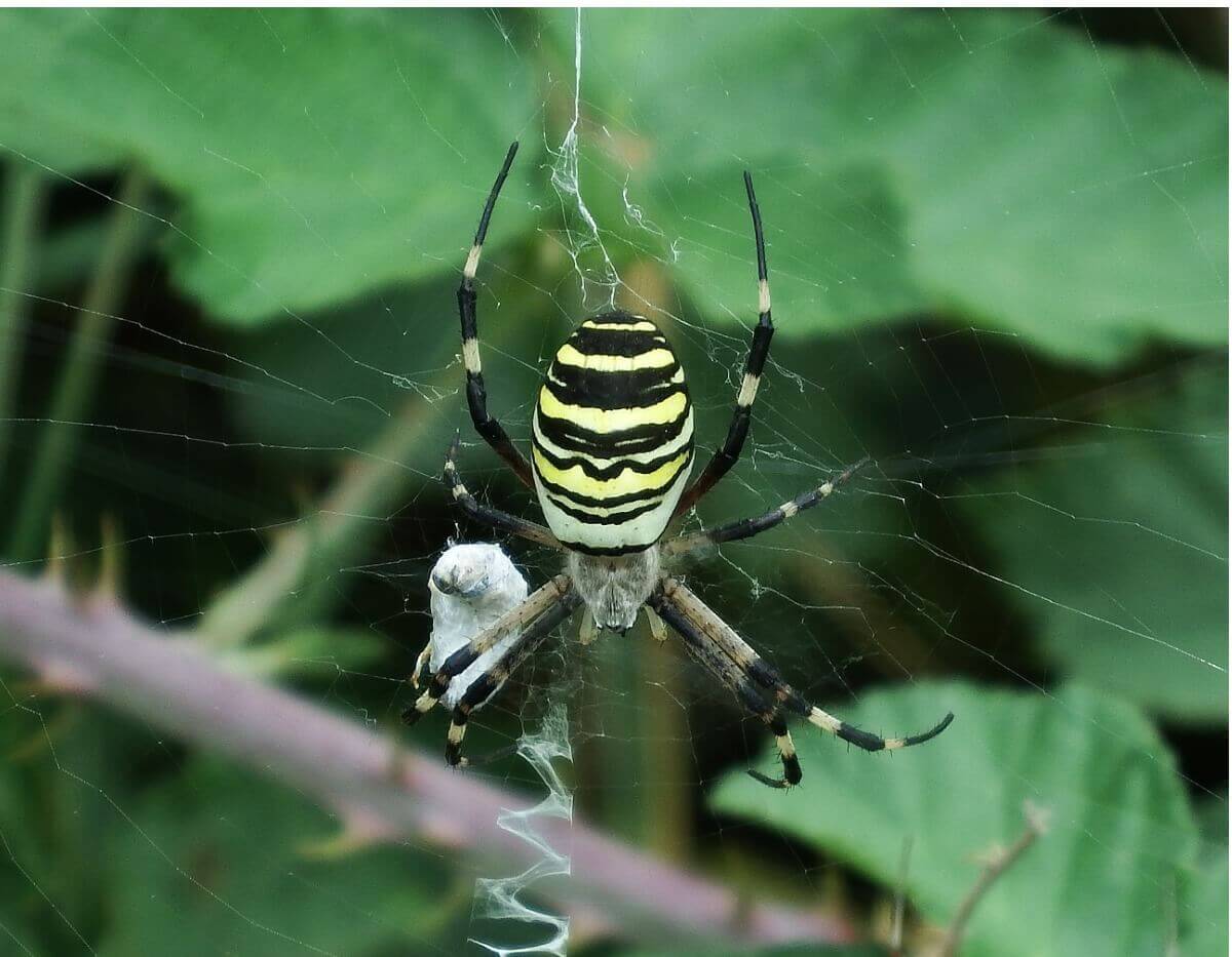 Een spin heeft een prooi te pakken in zijn web
