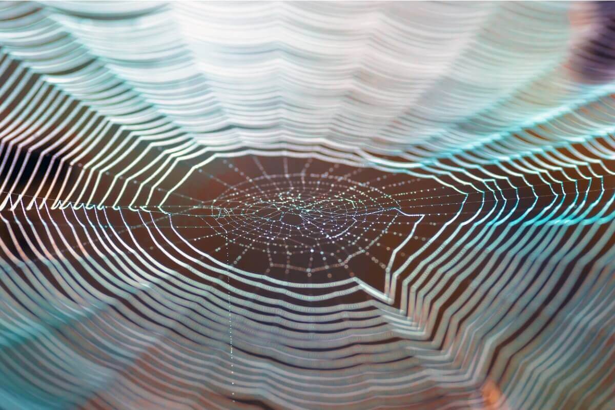 A glistening spider web.