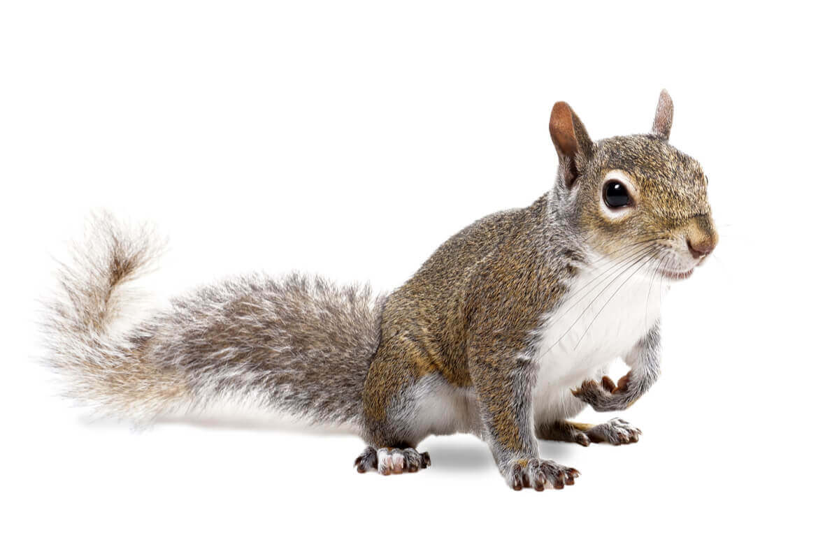 A brown squirrel with a while chest and belly.
