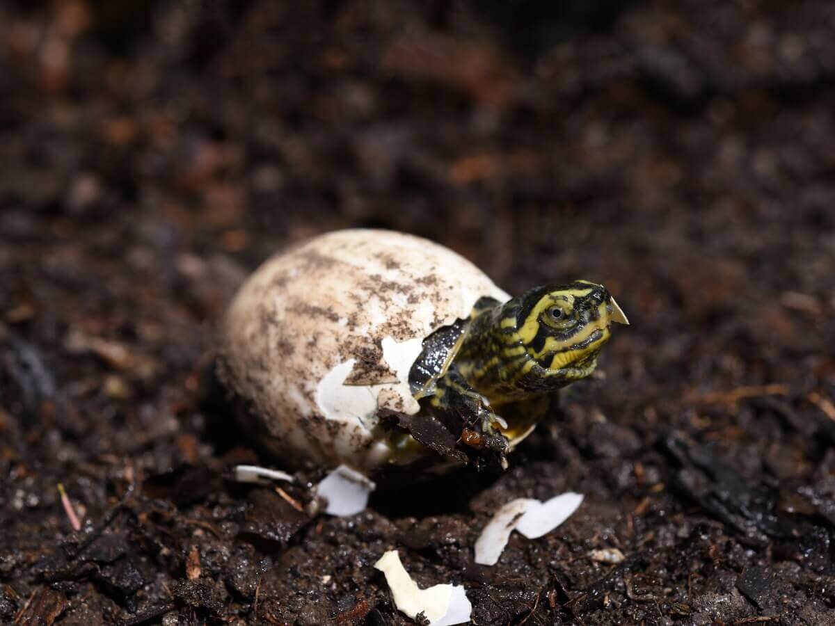 A turtle hatching.