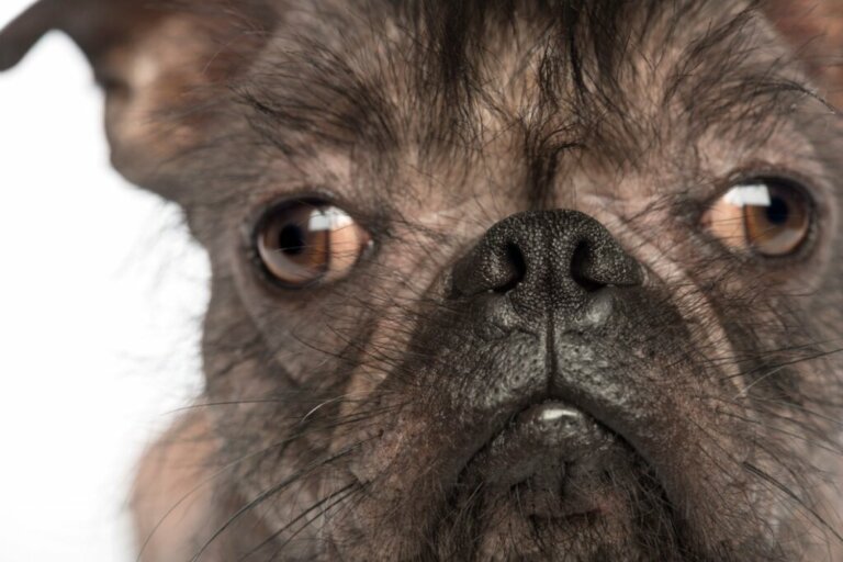 The 12 Ugliest Dog Breeds (According to Some!)