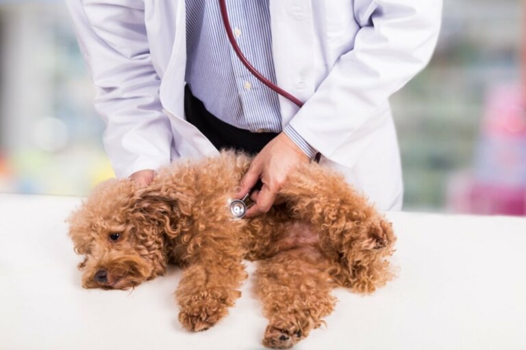 Most Common Diseases in Poodles