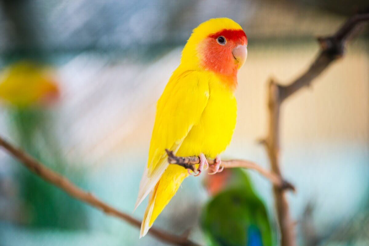 Sarı ve turuncu bir muhabbet kuşu.