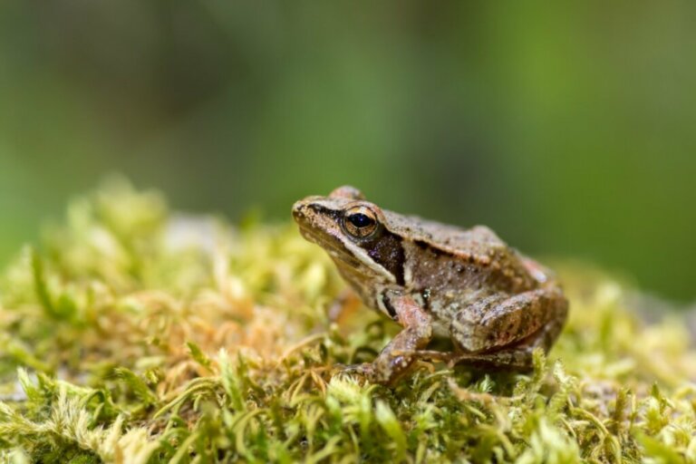 Iberian Frog: Habitat and Characteristics