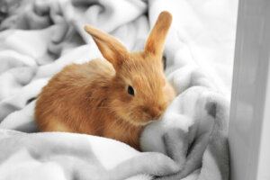 Dwarf Rabbit Care Advice
