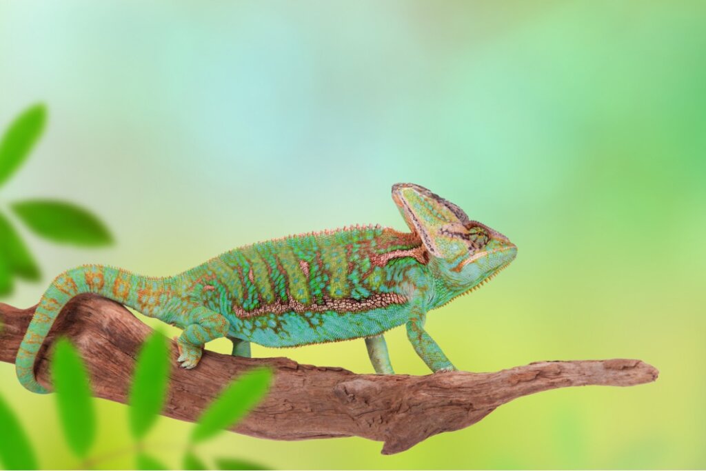 My Chameleon Is Going to Lay Eggs: What Do I Do?