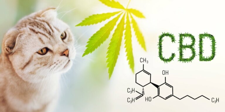 CBD in Cats: Safety and Uses