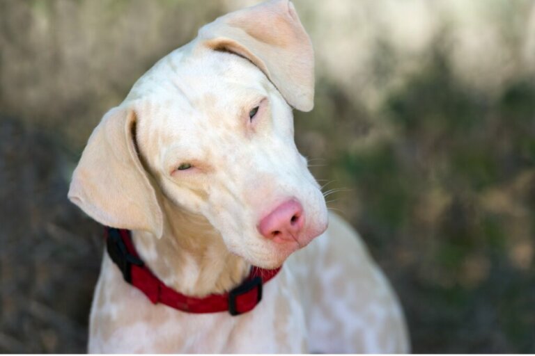 Albino Doberman: All About this Breed