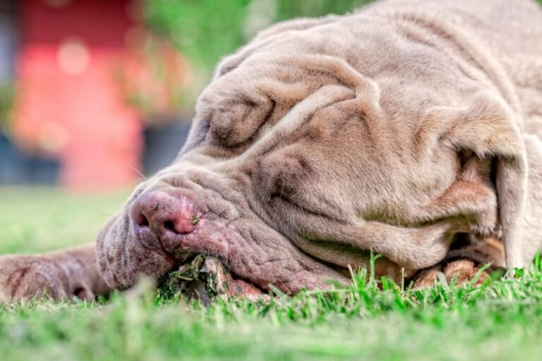 Nausea in Dogs: Reasons and Treatment
