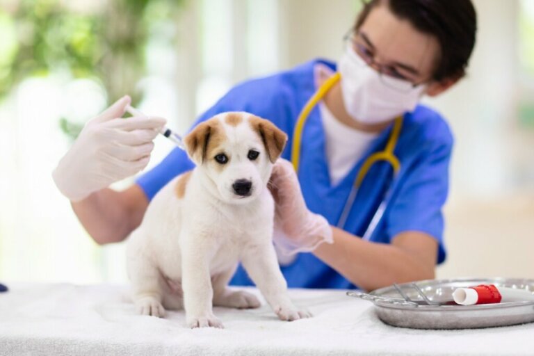What's the DHPP or 5-in-1 Vaccine for Dogs?