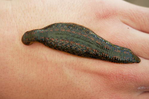 Leeches: Characteristics and Reproduction