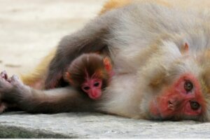 Differences Between Viviparous Animals and Mammals