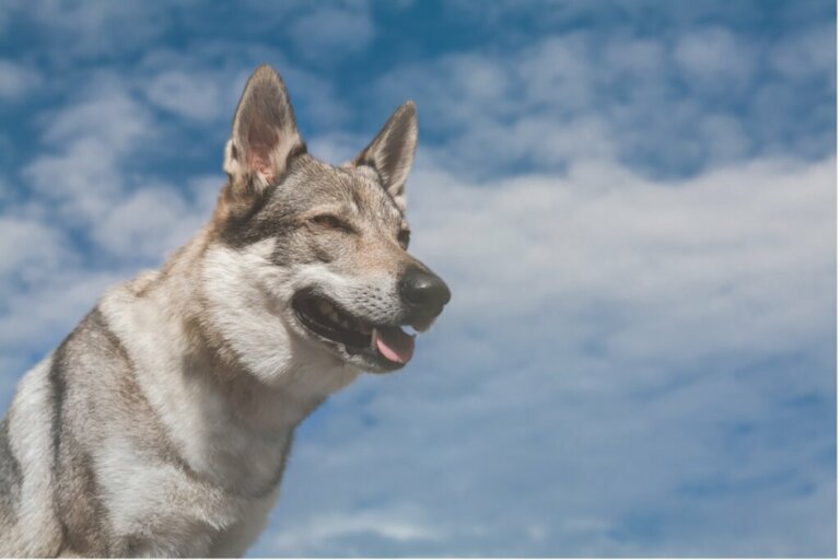 What to Feed the Czechoslovakian Wolfdog