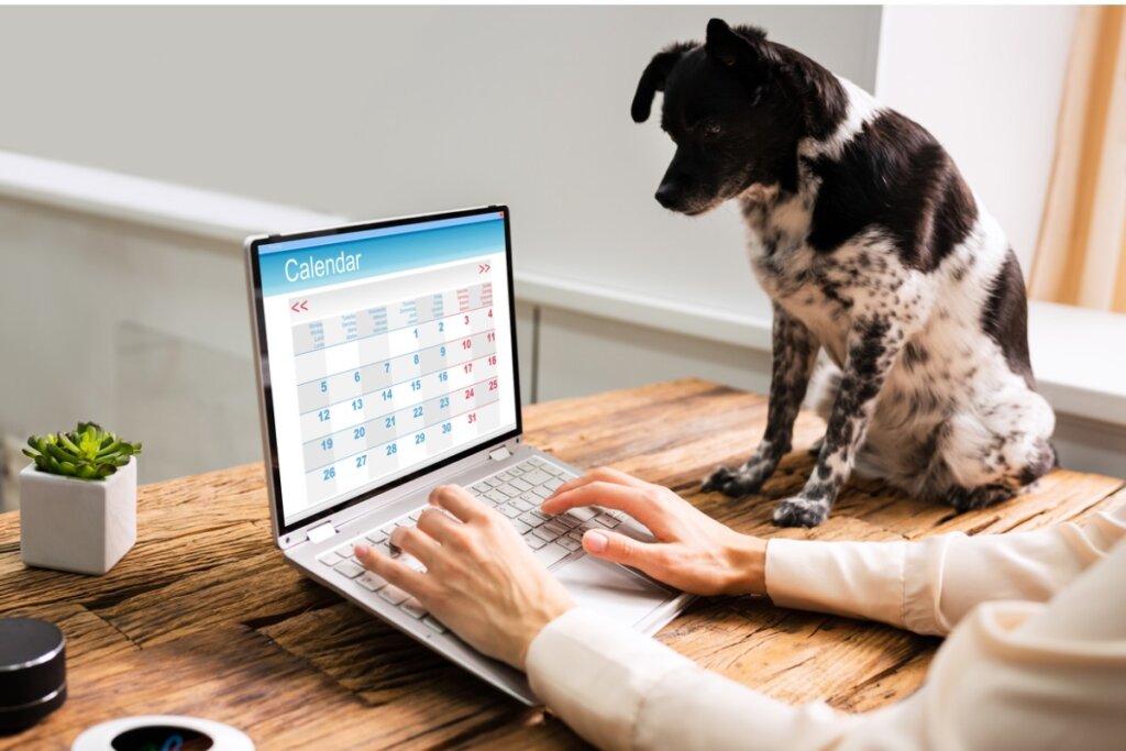 6 Practices to Establish a Routine for Your Dog