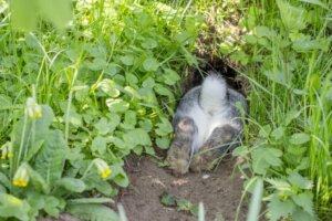15 Interesting Facts About Rabbit Tails