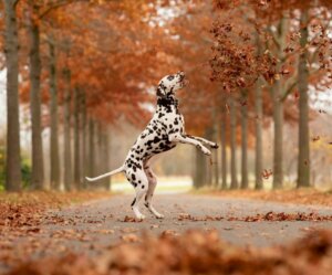 Curiosities and How to Look After Dalmatians