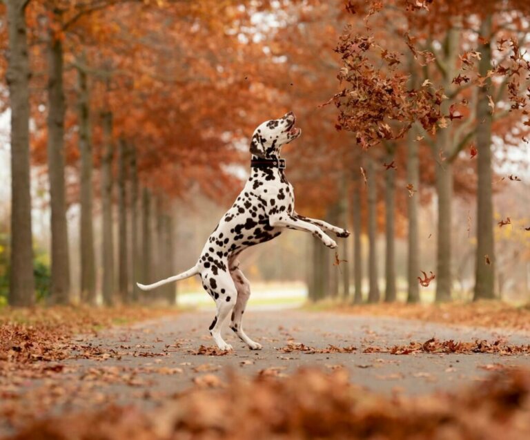 Curiosities and How to Look After Dalmatians