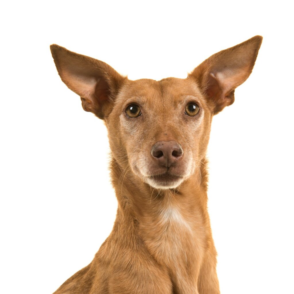 The Podenco Canario: Όλα για αυτή τη ράτσα