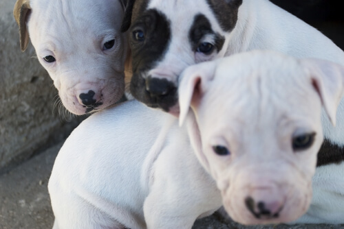 Three pitbull puppies.