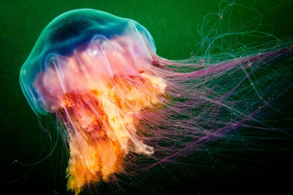 One of the most poisonous jellyfish in the world.