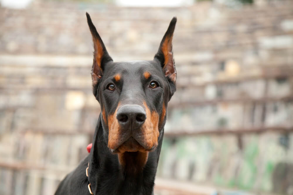 how to train your doberman to be a guard dog