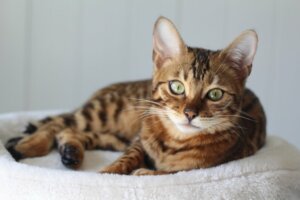 Deworming Cats: When Is It Appropriate?
