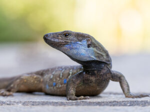 How Do Lizards Regenerate Their Tails?
