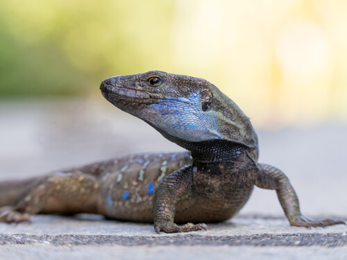 How do lizards regenerate their tails?